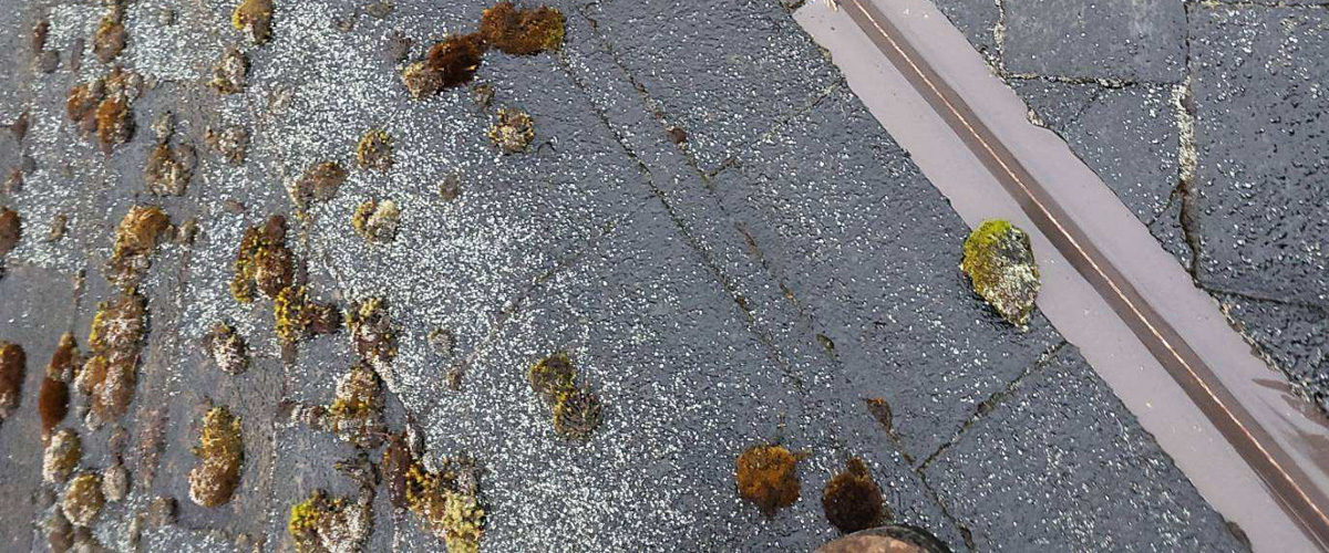 Photo of moss on composite asphalt roof
